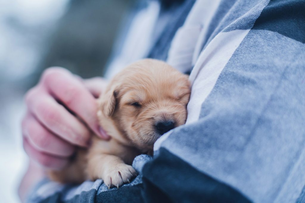 pet grooming salons near me