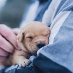 pet grooming salons near me
